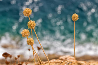 005-ILE-ROUSSE.jpg