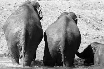 ZOO-16.jpg